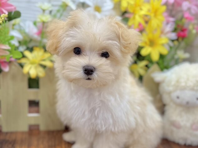 兵庫県のハーフ犬・ミックス犬 (ワンキャラット アミーゴ姫路飾磨店/2026年2月1日生まれ/女の子/クリーム)の子犬の3枚目の画像