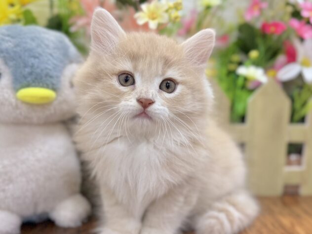 兵庫県のミヌエット (ワンキャラット アミーゴ姫路飾磨店/2026年3月3日生まれ/男の子/クリームホワイト)の子猫の1枚目の画像