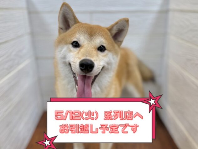 兵庫県の豆柴 (ワンキャラット アミーゴ姫路飾磨店/2025年8月23日生まれ/男の子/赤)の子犬の1枚目の画像