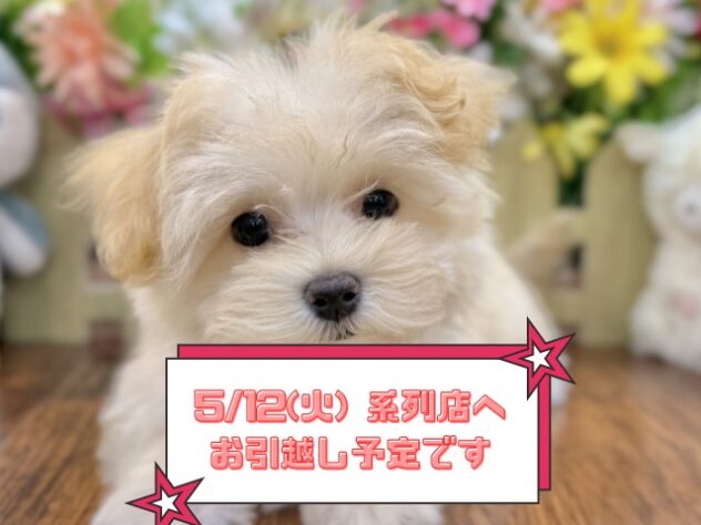 兵庫県のハーフ犬・ミックス犬 (ワンキャラット アミーゴ姫路飾磨店/2026年2月1日生まれ/女の子/クリーム)の子犬の1枚目の画像