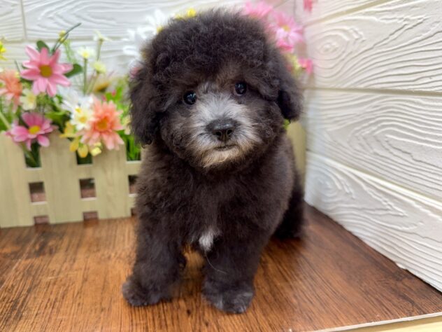 兵庫県のトイプードル(トイ) (ワンキャラット アミーゴ姫路飾磨店/2026年2月23日生まれ/男の子/グレー)の子犬の3枚目の画像