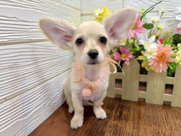 兵庫県のハーフ犬・ミックス犬 (ワンキャラット アミーゴ姫路飾磨店/2026年1月21日生まれ/女の子/クリーム)の子犬の1枚目の画像