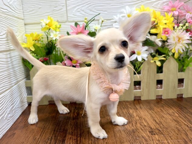 兵庫県のハーフ犬・ミックス犬 (ワンキャラット アミーゴ姫路飾磨店/2026年1月21日生まれ/女の子/クリーム)の子犬の2枚目の画像