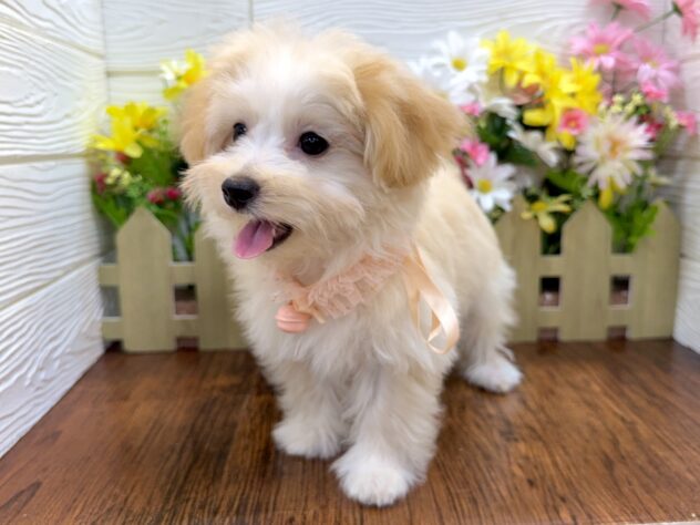 兵庫県のハーフ犬・ミックス犬 (ワンキャラット アミーゴ姫路飾磨店/2026年1月20日生まれ/女の子/アプリコット)の子犬の3枚目の画像
