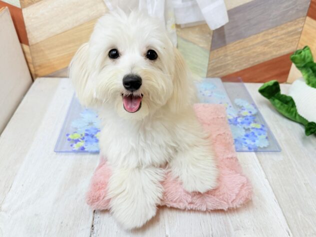 高知県のハーフ犬・ミックス犬 (ワンキャラット アミーゴ高知店/2025年8月11日生まれ/女の子/クリーム)の子犬の1枚目の画像