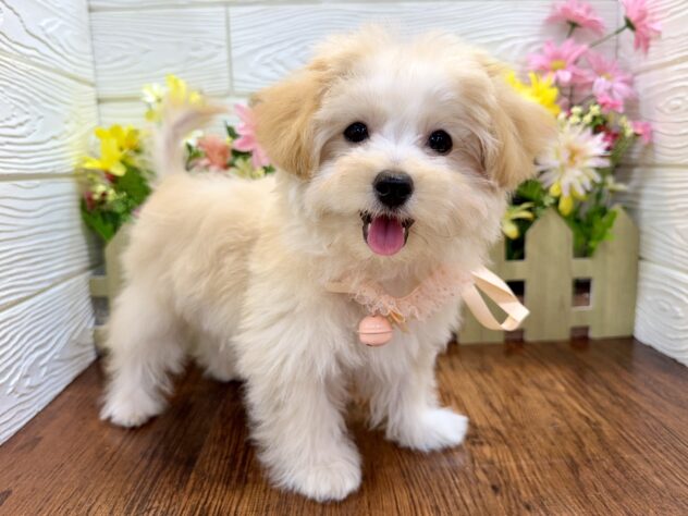 兵庫県のハーフ犬・ミックス犬 (ワンキャラット アミーゴ姫路飾磨店/2026年1月20日生まれ/女の子/アプリコット)の子犬の4枚目の画像
