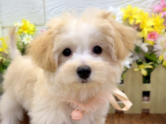 兵庫県のハーフ犬・ミックス犬 (ワンキャラット アミーゴ姫路飾磨店/2026年1月20日生まれ/女の子/アプリコット)の子犬の1枚目の画像