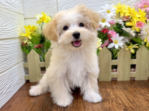 兵庫県のハーフ犬・ミックス犬 (ワンキャラット アミーゴ姫路飾磨店/2026年1月20日生まれ/女の子/アプリコット)の子犬の2枚目の画像