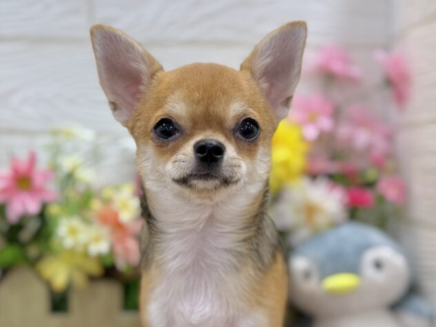 兵庫県のチワワ(ロング) (ワンキャラット アミーゴ姫路飾磨店/2025年11月21日生まれ/女の子/セーブルホワイト)の子犬の1枚目の画像