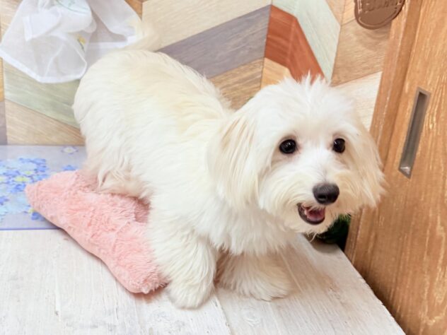 高知県のハーフ犬・ミックス犬 (ワンキャラット アミーゴ高知店/2025年8月11日生まれ/女の子/クリーム)の子犬の4枚目の画像