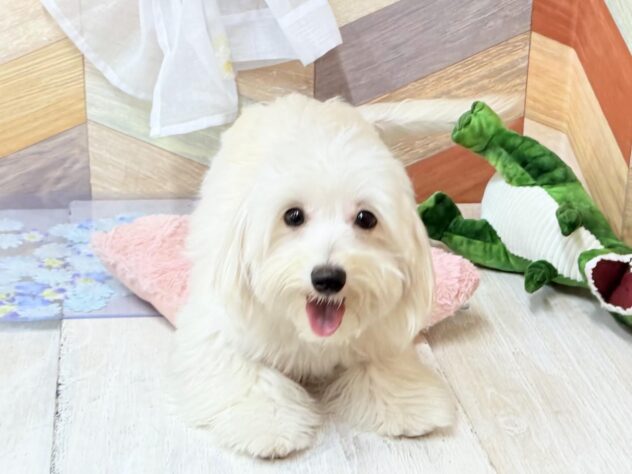 高知県のハーフ犬・ミックス犬 (ワンキャラット アミーゴ高知店/2025年8月11日生まれ/女の子/クリーム)の子犬の3枚目の画像
