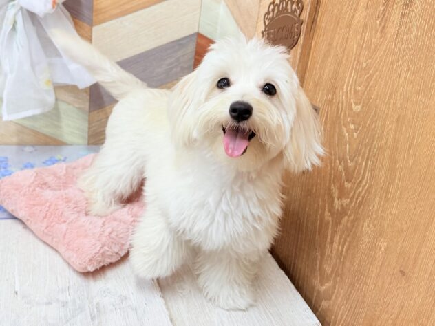 高知県のハーフ犬・ミックス犬 (ワンキャラット アミーゴ高知店/2025年8月11日生まれ/女の子/クリーム)の子犬の2枚目の画像