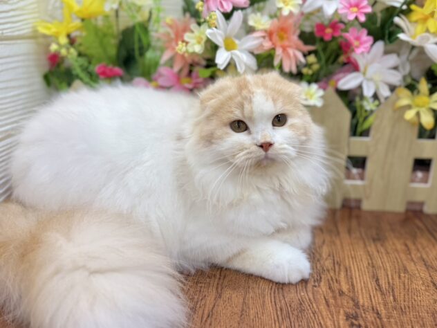 兵庫県のスコティッシュフォールド (ワンキャラット アミーゴ姫路飾磨店/2025年10月29日生まれ/女の子/クリーム)の子猫の3枚目の画像