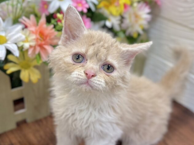 兵庫県のセルカークレックス (ワンキャラット アミーゴ姫路飾磨店/2026年3月23日生まれ/男の子/クリームタビーホワイト)の子猫の2枚目の画像