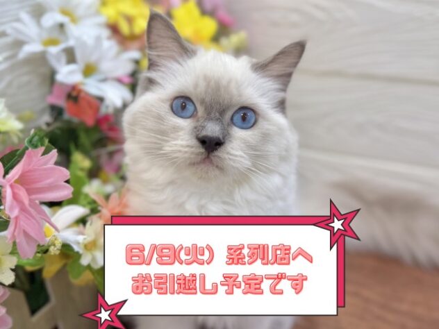 兵庫県のラグドール (ワンキャラット アミーゴ姫路飾磨店/2025年11月19日生まれ/男の子/ブルーポイント)の子猫の1枚目の画像