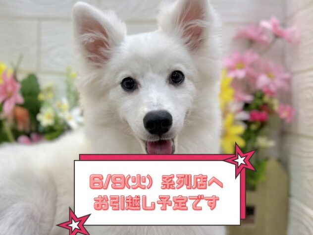 兵庫県の日本スピッツ (ワンキャラット アミーゴ姫路飾磨店/2025年11月16日生まれ/女の子/ホワイト)の子犬の1枚目の画像
