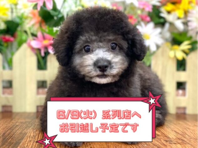 兵庫県のトイプードル(トイ) (ワンキャラット アミーゴ姫路飾磨店/2026年2月23日生まれ/男の子/グレー)の子犬の1枚目の画像