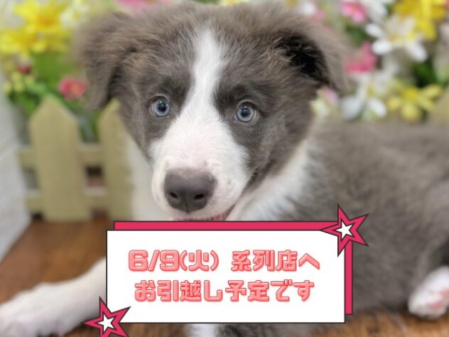 兵庫県のボーダーコリー (ワンキャラット アミーゴ姫路飾磨店/2026年2月20日生まれ/男の子/ブルーホワイト)の子犬の1枚目の画像