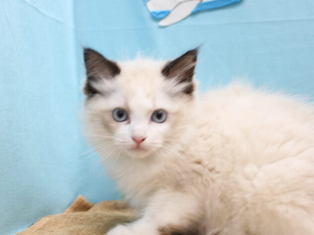 愛媛県のラグドール (アミーゴ今治店/2026年3月2日生まれ/女の子/シールポイントバイカラー)の子猫の1枚目の画像