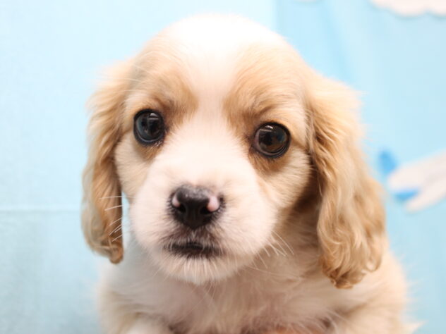 愛媛県のハーフ犬・ミックス犬 (アミーゴ今治店/2026年3月18日生まれ/男の子/ブレンハイム)の子犬の3枚目の画像