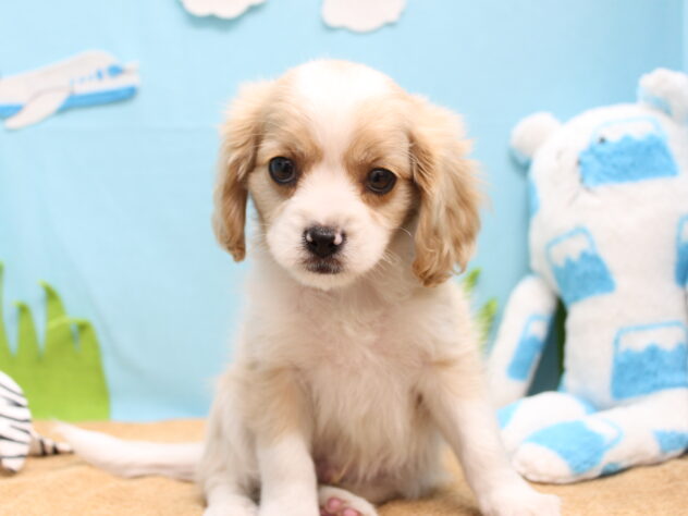 愛媛県のハーフ犬・ミックス犬 (アミーゴ今治店/2026年3月18日生まれ/男の子/ブレンハイム)の子犬の2枚目の画像
