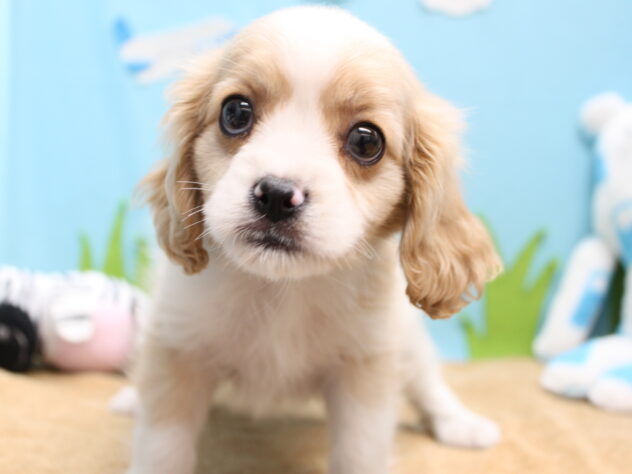 愛媛県のハーフ犬・ミックス犬 (アミーゴ今治店/2026年3月18日生まれ/男の子/ブレンハイム)の子犬の1枚目の画像
