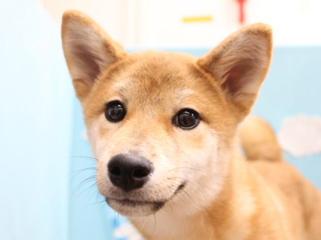 愛媛県の柴犬(標準サイズ) (アミーゴ今治店/2026年11月27日生まれ/女の子/赤)の子犬