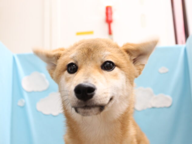 愛媛県の柴犬(標準サイズ) (アミーゴ今治店/2026年11月27日生まれ/女の子/赤)の子犬の2枚目の画像