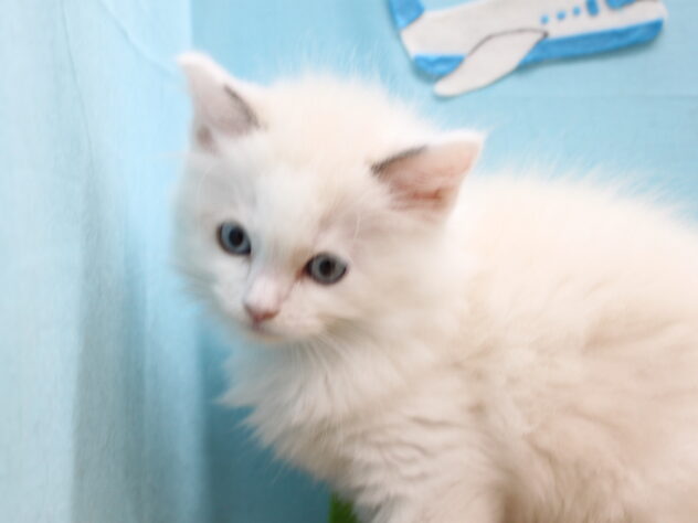 愛媛県のラグドール (アミーゴ今治店/2026年3月22日生まれ/女の子/ブルーポイントバイカラー)の子猫の2枚目の画像