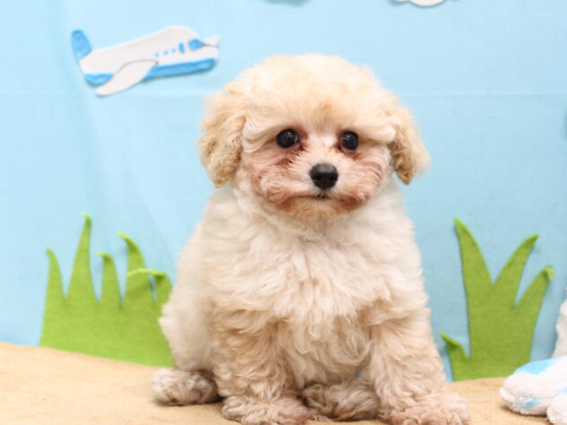 愛媛県のトイプードル(トイ) (アミーゴ今治店/2026年3月22日生まれ/男の子/アプリコット)の子犬の3枚目の画像