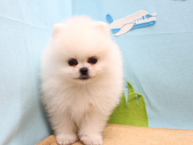 愛媛県のポメラニアン (アミーゴ今治店/2026年3月22日生まれ/男の子/ホワイト)の子犬の1枚目の画像