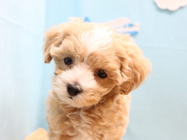 愛媛県のハーフ犬・ミックス犬 (アミーゴ今治店/2026年3月22日生まれ/女の子/クリーム)の子犬の1枚目の画像