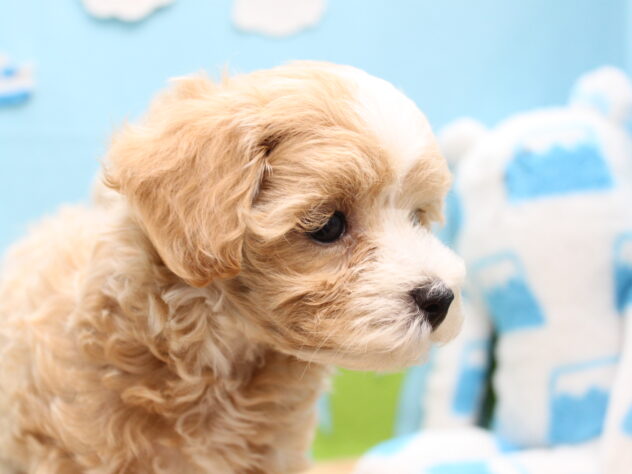 愛媛県のハーフ犬・ミックス犬 (アミーゴ今治店/2026年3月22日生まれ/女の子/クリーム)の子犬の3枚目の画像
