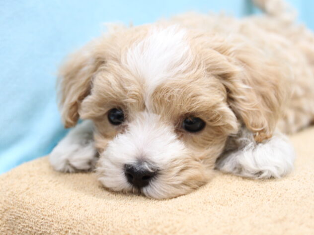 愛媛県のハーフ犬・ミックス犬 (アミーゴ今治店/2026年3月22日生まれ/女の子/クリーム)の子犬の2枚目の画像
