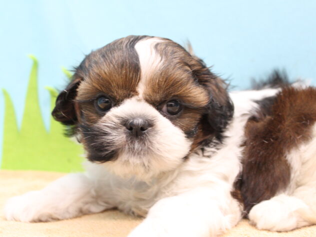 愛媛県のシーズー (アミーゴ今治店/2026年3月23日生まれ/女の子/ホワイトゴールド)の子犬