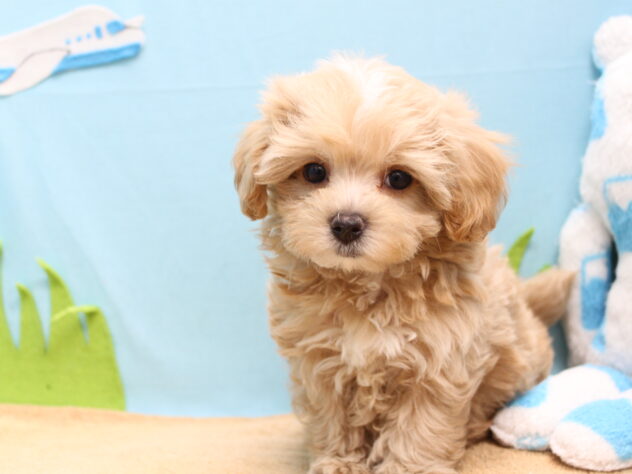 愛媛県のハーフ犬・ミックス犬 (アミーゴ今治店/2026年4月1日生まれ/女の子/アプリコット)の子犬