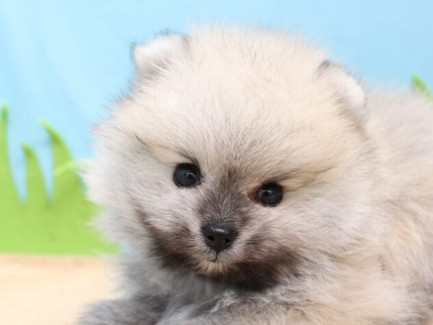 愛媛県のポメラニアン (アミーゴ今治店/2026年3月29日生まれ/女の子/クリームセーブル)の子犬