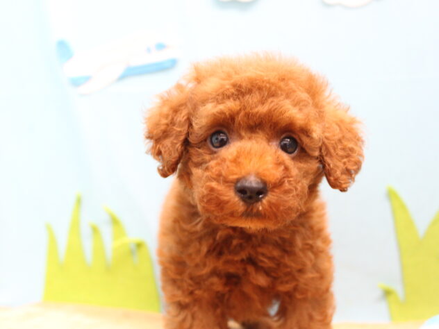 愛媛県のトイプードル(トイ) (アミーゴ今治店/2026年3月31日生まれ/男の子/レッドフォーン)の子犬の1枚目の画像
