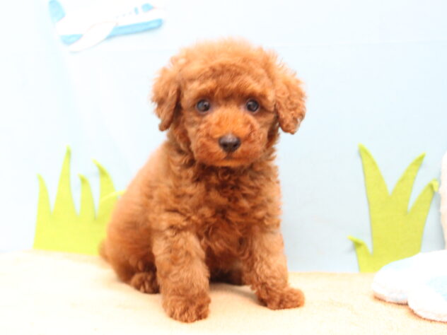 愛媛県のトイプードル(トイ) (アミーゴ今治店/2026年3月31日生まれ/男の子/レッドフォーン)の子犬の2枚目の画像