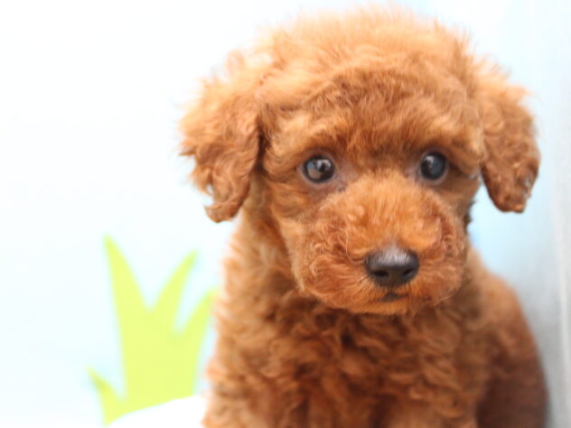 愛媛県のトイプードル(トイ) (アミーゴ今治店/2026年3月31日生まれ/男の子/レッドフォーン)の子犬の3枚目の画像