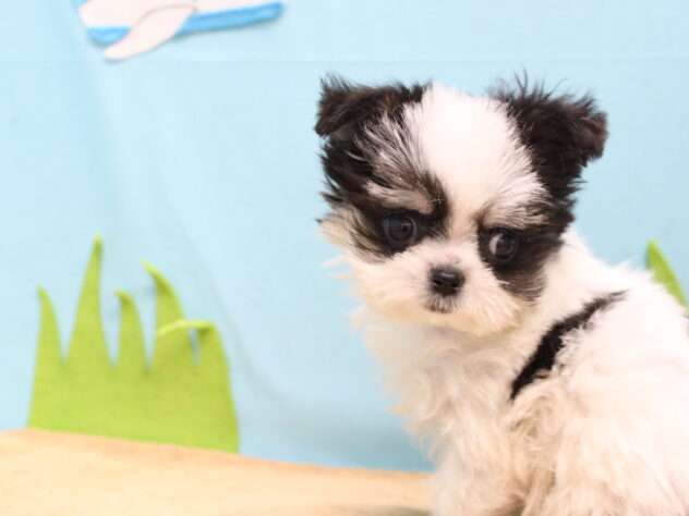 愛媛県のハーフ犬・ミックス犬 (アミーゴ今治店/2026年3月28日生まれ/男の子/ホワイトブラック)の子犬の3枚目の画像