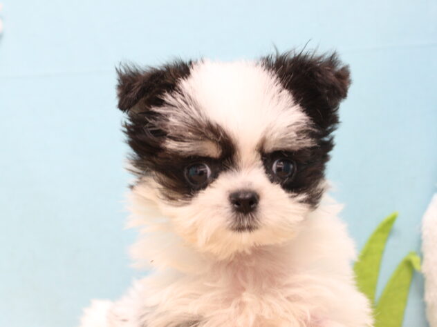 愛媛県のハーフ犬・ミックス犬 (アミーゴ今治店/2026年3月28日生まれ/男の子/ホワイトブラック)の子犬
