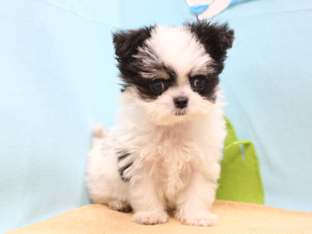 愛媛県のハーフ犬・ミックス犬 (アミーゴ今治店/2026年3月28日生まれ/男の子/ホワイトブラック)の子犬の2枚目の画像