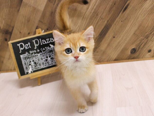 兵庫県のブリティッシュショートヘアー (ペット・プラザ アミーゴつかしん店/2026年2月10日生まれ/男の子/ゴールデンシェーデッド)の子猫の1枚目の画像