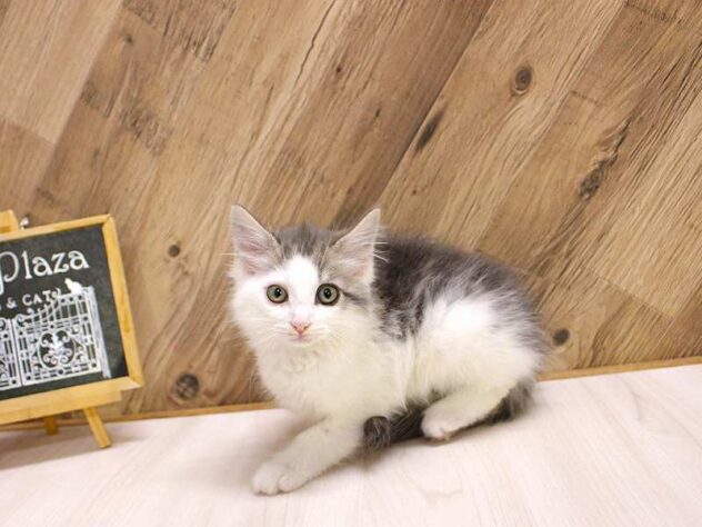 兵庫県のノルウェージャンフォレストキャット (ペット・プラザ アミーゴつかしん店/2026年3月4日生まれ/男の子/ブルータビーホワイト)の子猫の2枚目の画像