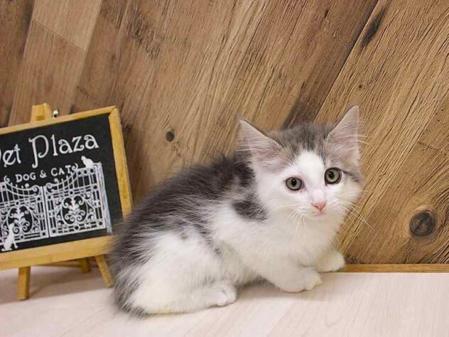 兵庫県のノルウェージャンフォレストキャット (ペット・プラザ アミーゴつかしん店/2026年3月4日生まれ/男の子/ブルータビーホワイト)の子猫の1枚目の画像