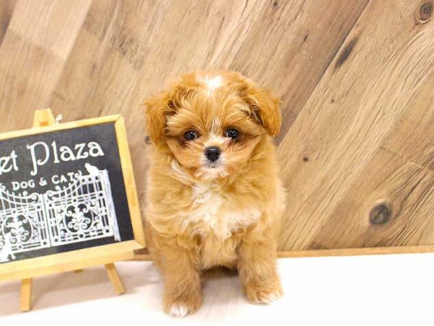 兵庫県のハーフ犬・ミックス犬 (ペット・プラザ アミーゴつかしん店/2026年3月21日生まれ/男の子/アプリコット)の子犬の3枚目の画像