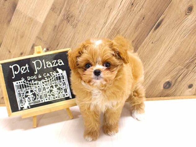 兵庫県のハーフ犬・ミックス犬 (ペット・プラザ アミーゴつかしん店/2026年3月21日生まれ/男の子/アプリコット)の子犬の1枚目の画像