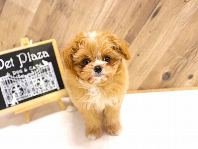 兵庫県のハーフ犬・ミックス犬 (ペット・プラザ アミーゴつかしん店/2026年3月21日生まれ/男の子/アプリコット)の子犬の2枚目の画像