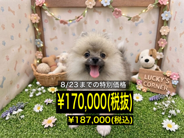 岡山県のポメラニアン (アミーゴ倉敷店/2026年3月3日生まれ/男の子/ウルフセーブル)の子犬